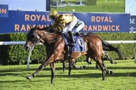 Iknowastar has won eight of his past 12 starts and is tipped to win race 8, the VALE LONHRO HANDICAP over 1500 METRES. Picture Bradley Photos