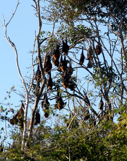 No fun when flying foxes are bats out of hell