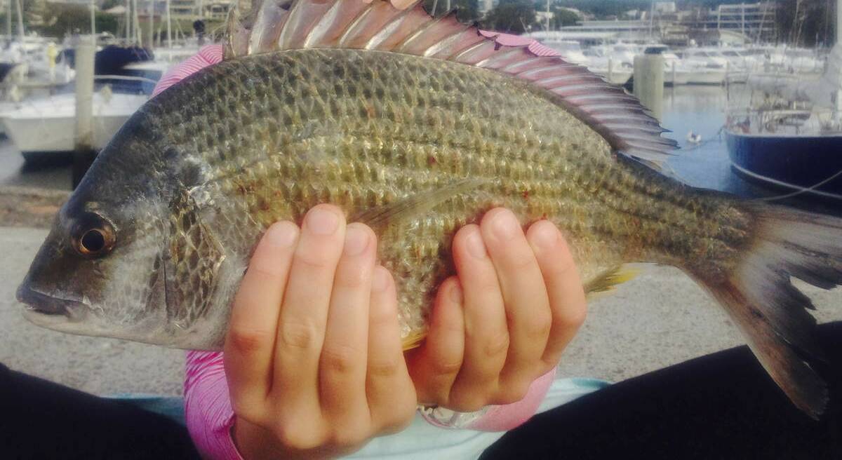 Bream are out and about in Lake Macquarie's sand flats.