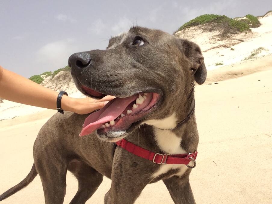 SOCIAL: Ellie, 1, is looking for a foster or forever home. 