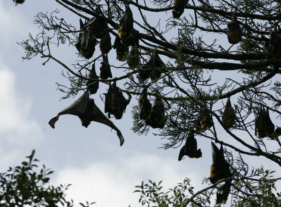 THEY'RE BA-A-CK: Flying foxes are back in numbers which has forced council to close Burdekin Park. 