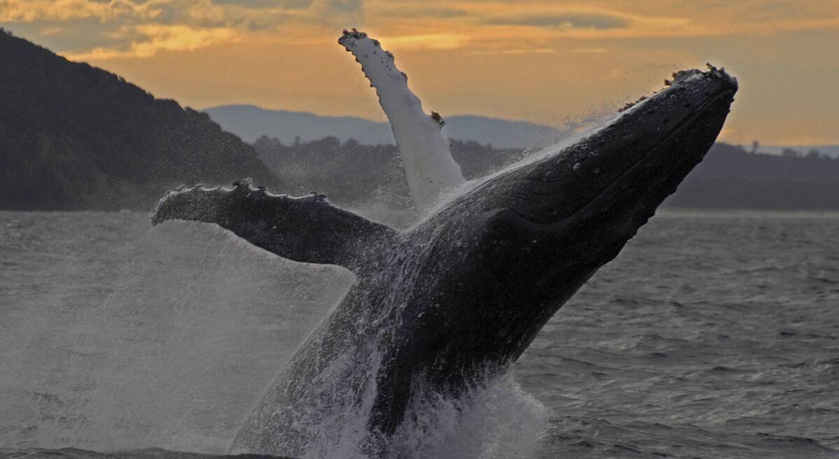 making a splash: A Whale breaching in waters off Port Stephens. Picture: 'Didj' Hopkins/Imagine Cruises