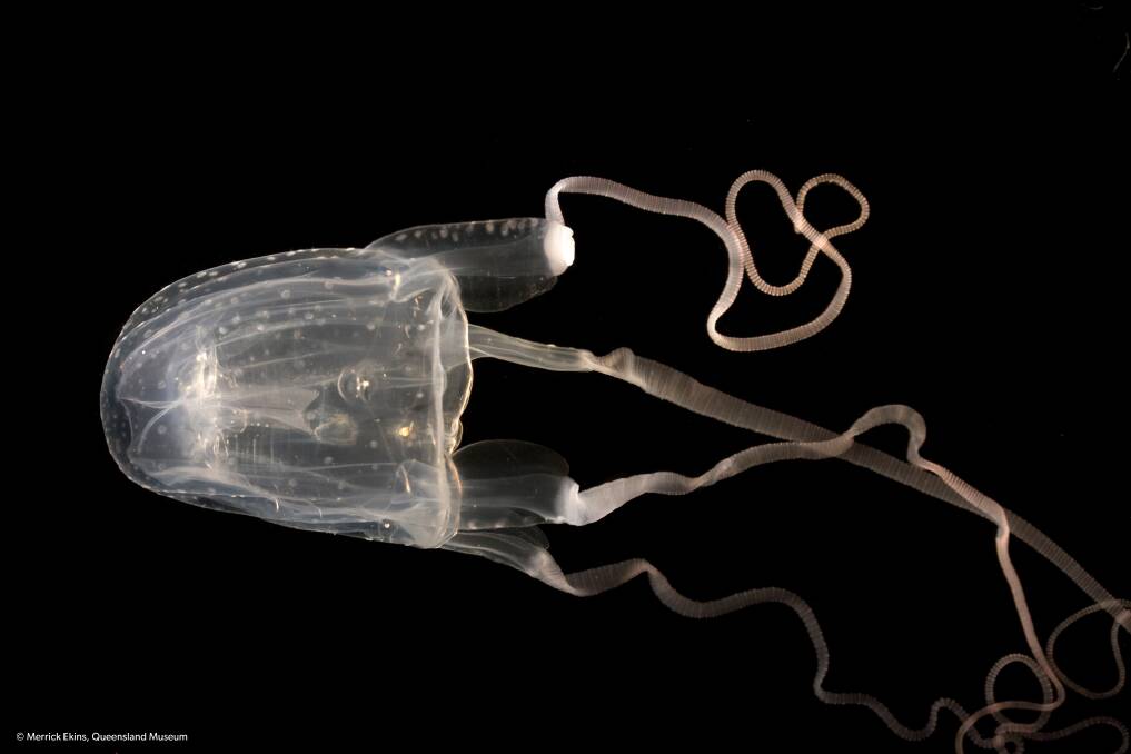 RARE: The Morbakka fenneri jellyfish was discovered in Lake Macquarie in May, it has the potential to make humans very sick.  