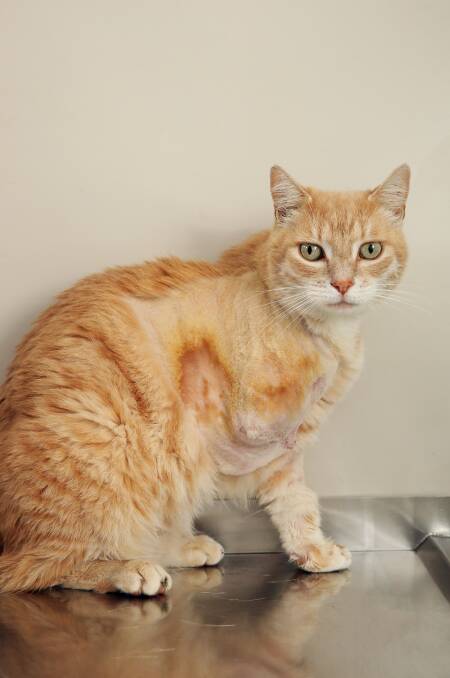 LOST A LEG: Jinx the cat recovers at Cardiff Vet Hospital on Tuesday. Picture: Simone De Peak