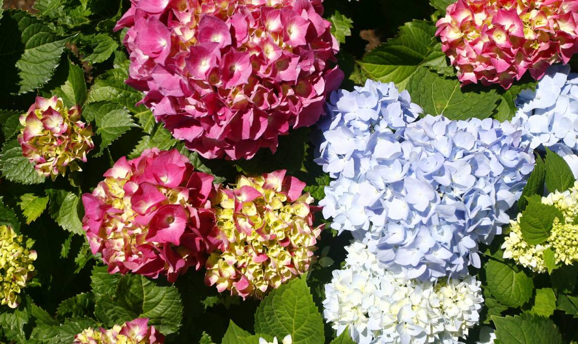 PRUNE: It's time to cut back the flower heads on hydrangea as they finish flowering. This will leave the stems ready for bunches of new blooms.