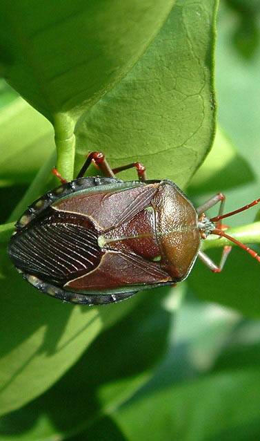 PEST: Stink bugs are here.