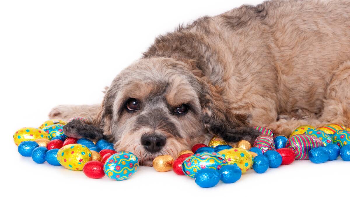 PUPPY EYES: No matter how cute and pleading they look, don't give in to your dog's request for a piece of the Easter egg stash. Give them their own suitable treat while you hunt for chocolate treasures.