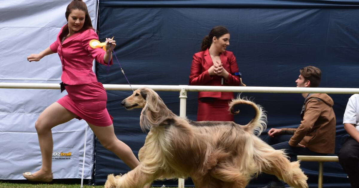 BIG EVENT: Over 4500 dogs are expected to take part in the International Spring Spectacular Dog Show from Friday. Picture: Goldmaid Images