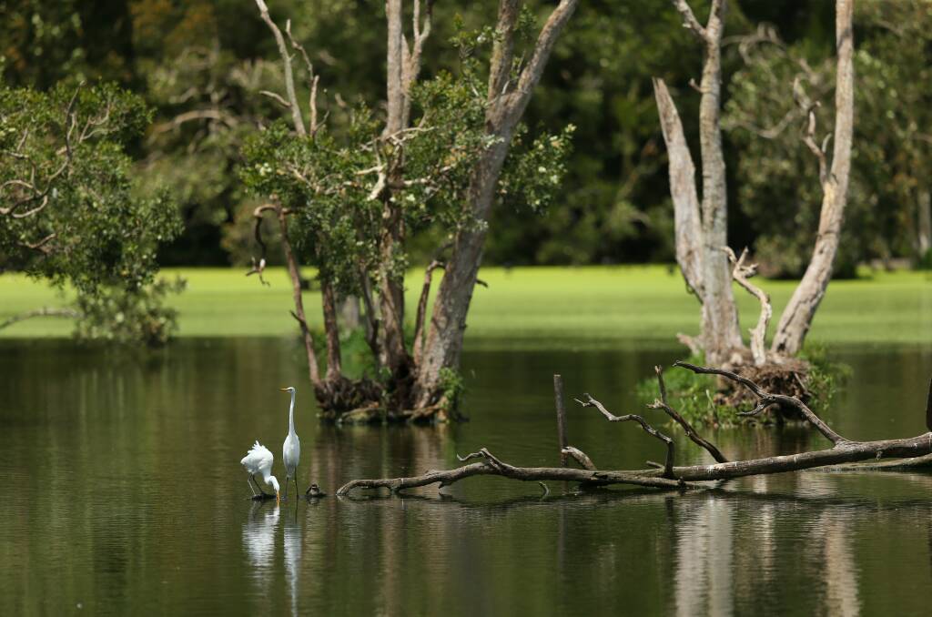 RESTORATION: The Hunter Wetland Centre will benefit from a government grant. Picture: Max Mason-Hubers