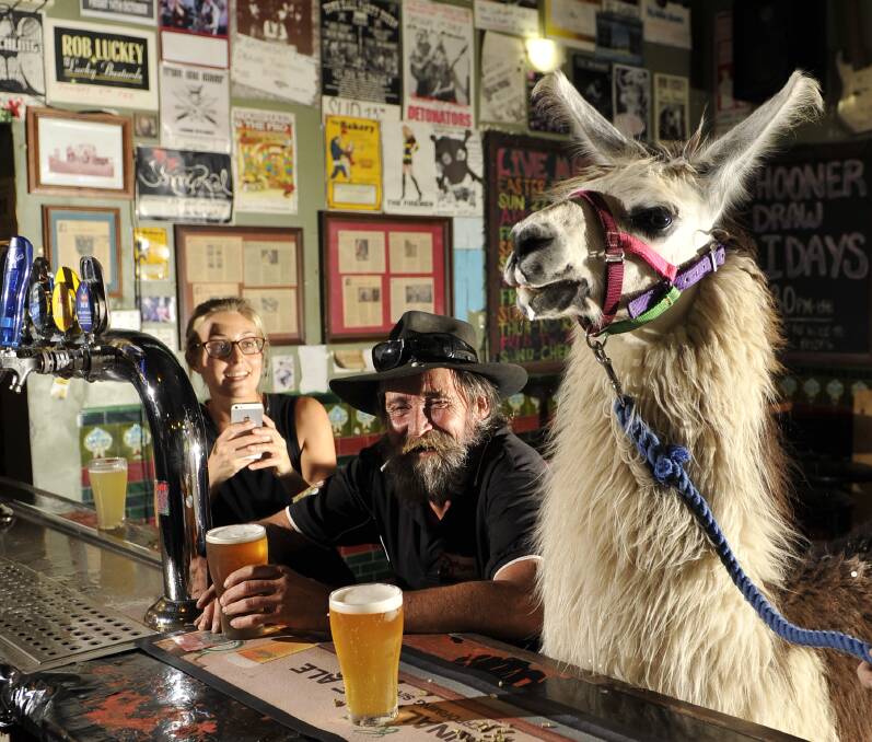 DOWN THE PUB: Ali Buxton, Gary Smith and Hamish the llama enjoy a schooner at the Grand Junction in Maitland. Picture: PERRY DUFFIN