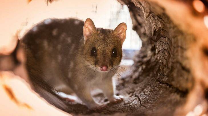 The ACT's eastern quoll population could double by next year. Photo: Adam McGrath