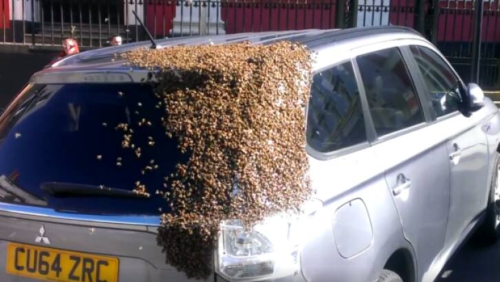 The bees returned to the woman's car after being removed.   Photo: Tom Moses, Facebook