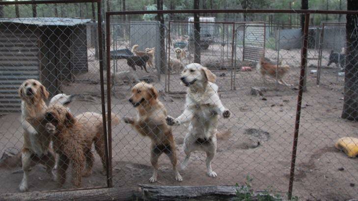 Cruel reality: Dogs in a pen at the NSW puppy farm. Photo: Debra Tranter