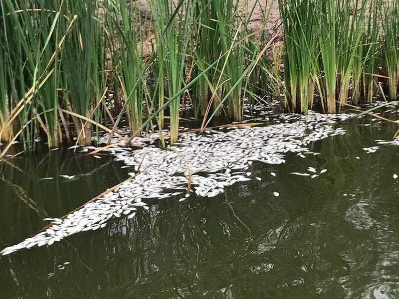 NSW minister Niall Blair has confirmed a "large fish kill" at Menindee and the Darling River .