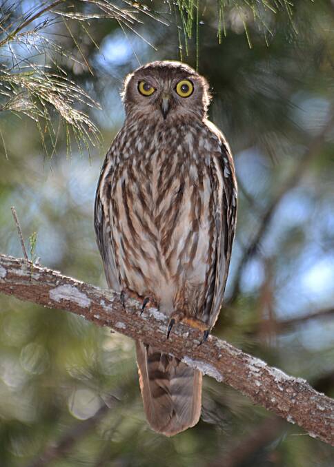 RARE SIGHT: An adult barking owl - one of four endangered species in Lake Macquarie. Picture: John Young