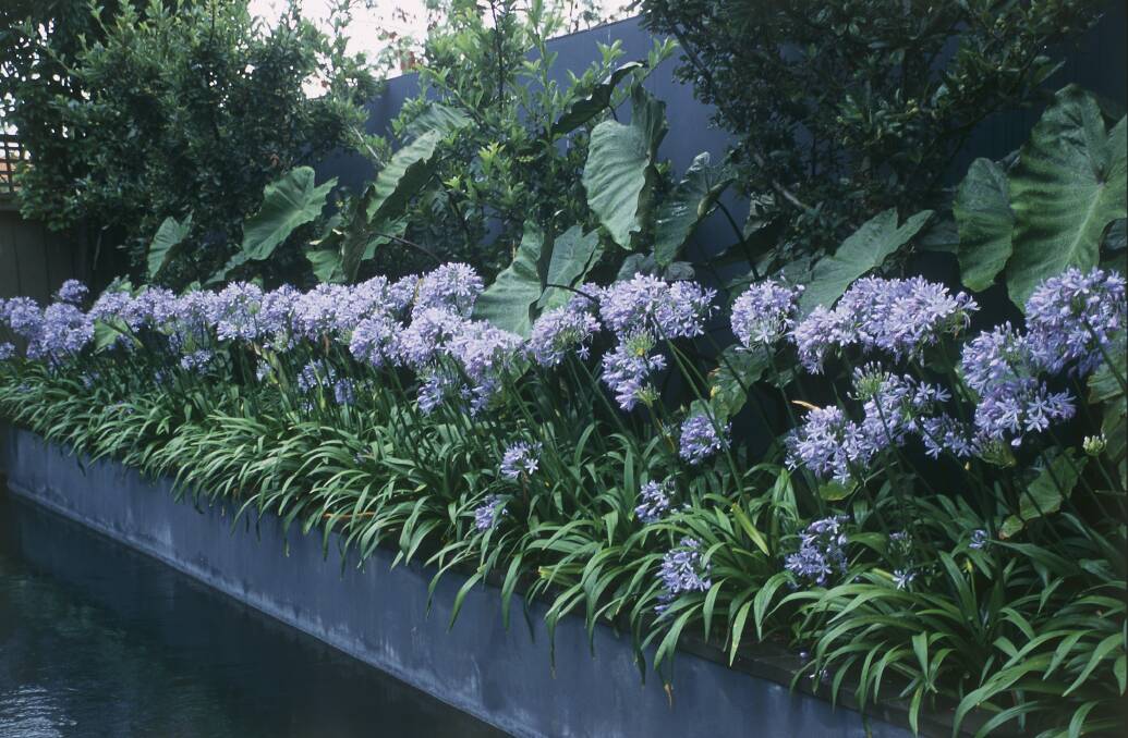 MPG - Garden feature - Pic: Gerry Angelos 30001.  Agapanthus border.