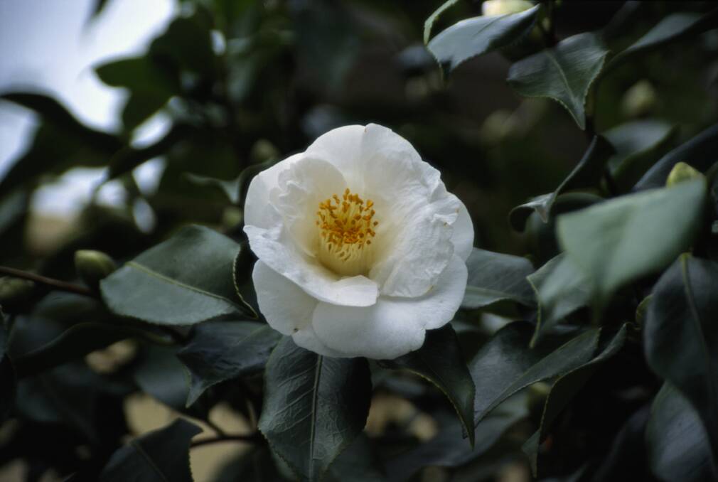 mpg Garden of the week 26/06/02Camellia sasanqua ( white flower )