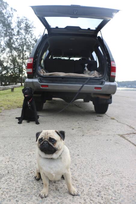 MISSING FRIEND: Bruce the pug, Pepper the black Labrador and Lucy the border collie at the scene of the crime. Picture: Jamieson Murphy