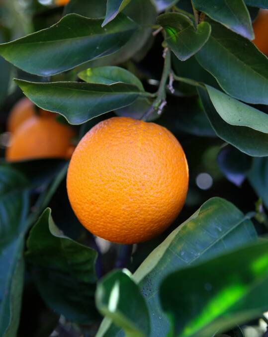 Gardening: Citrus trees will repay care