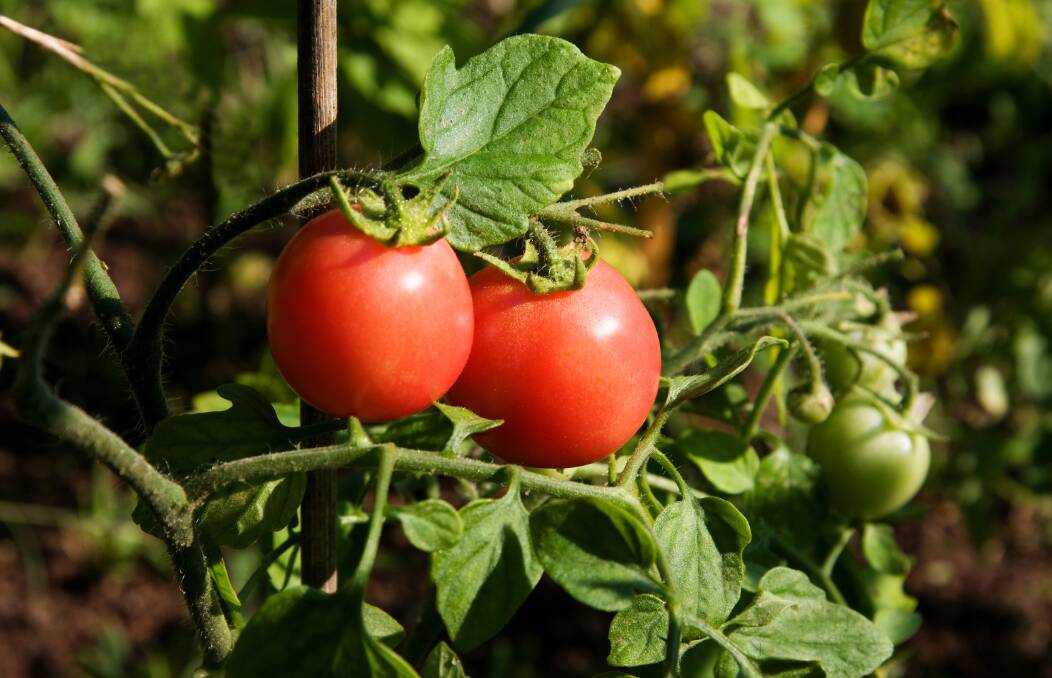 CROPPING: Tomato care.