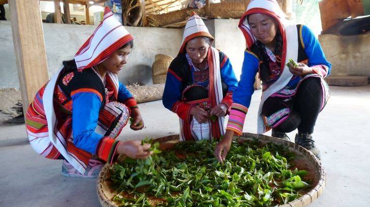 Visit the tea-growing of Xishuangbanna, China.
 Photo: Anantara Xishuangbanna