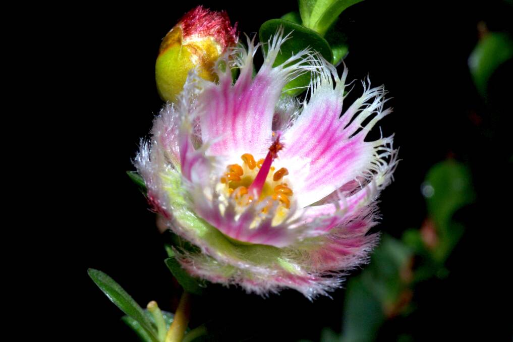 WINNER: Kevin Stokes’ first place photograph Feather Flower.