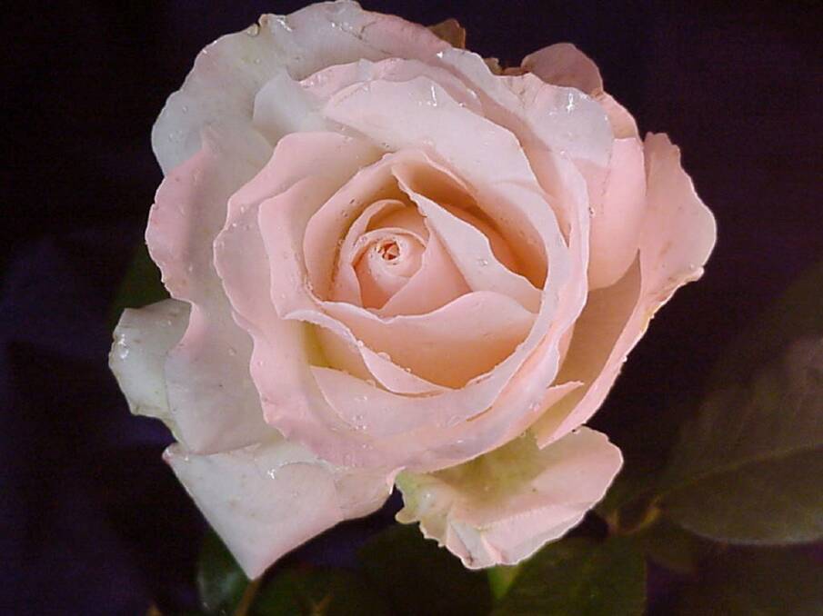 Mother's Love rose pink
