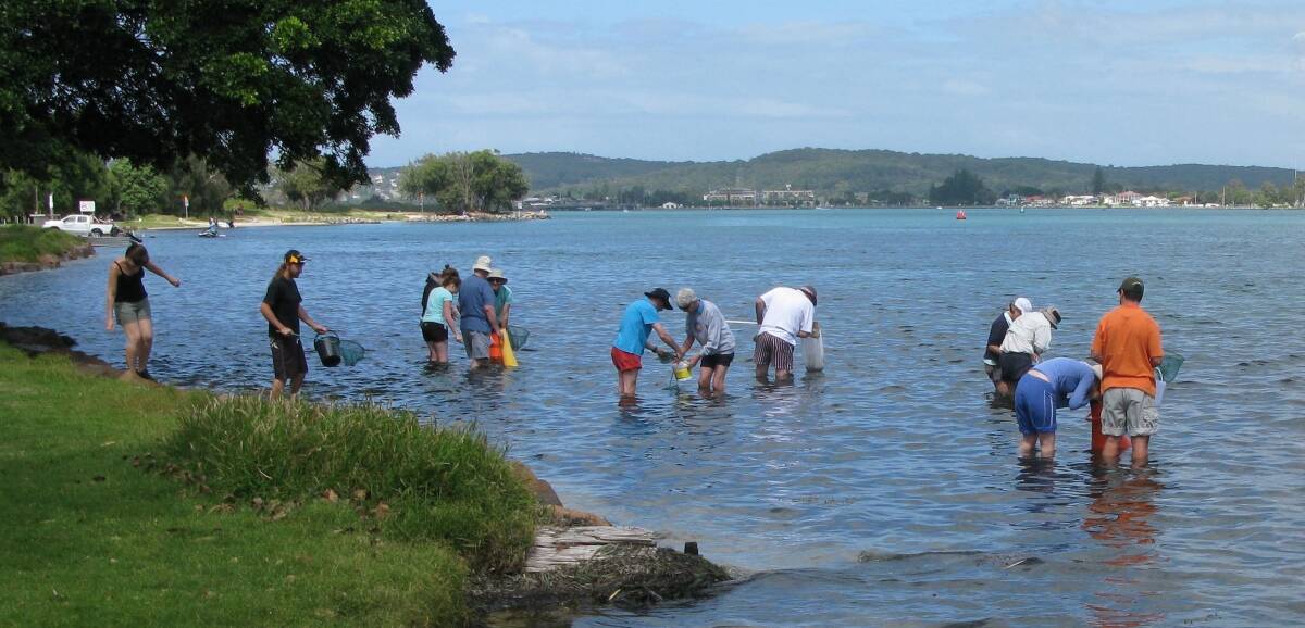 Participants from the 2013 Coastal Habitat Awareness Project on a seagrass walk. Picture: Ocean and Coastal Care Initiatives Lake Macquarie and Newcastle