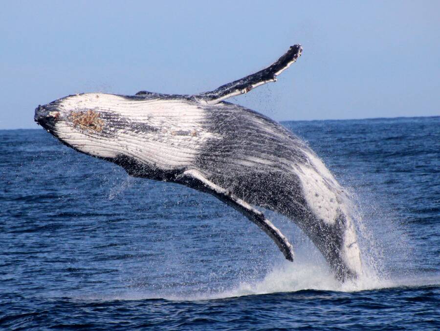 Whale watching off Port Stephens is spectacular.