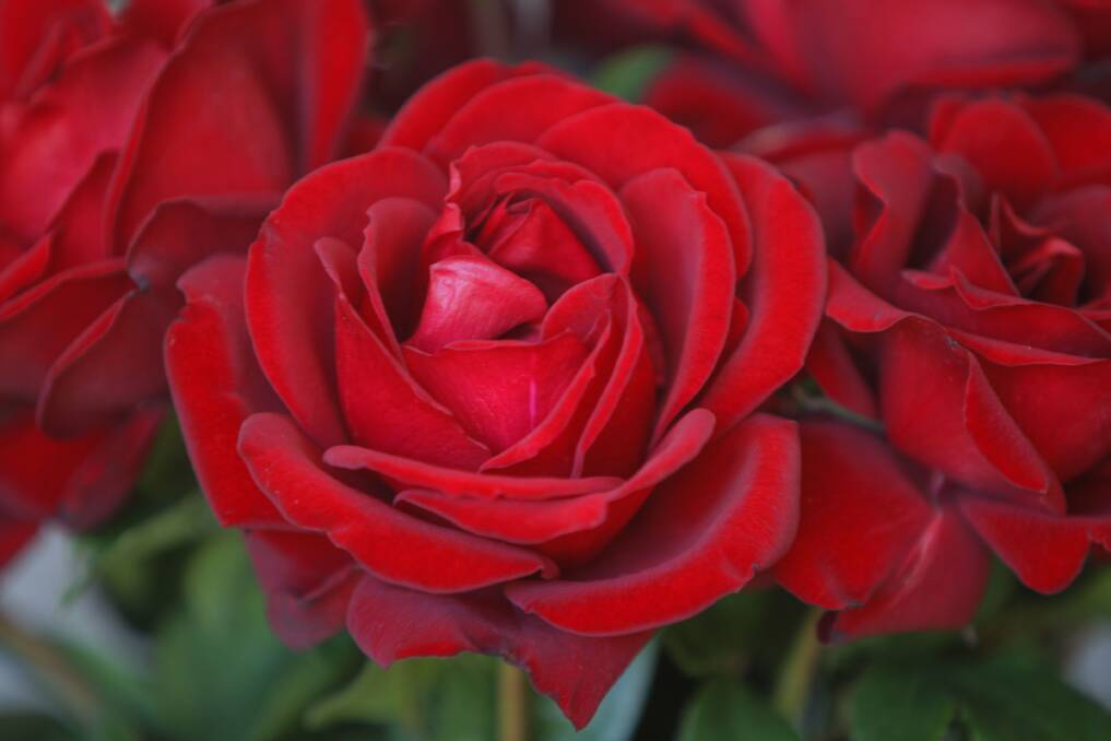  Gallipoli Centenary Rose. 
