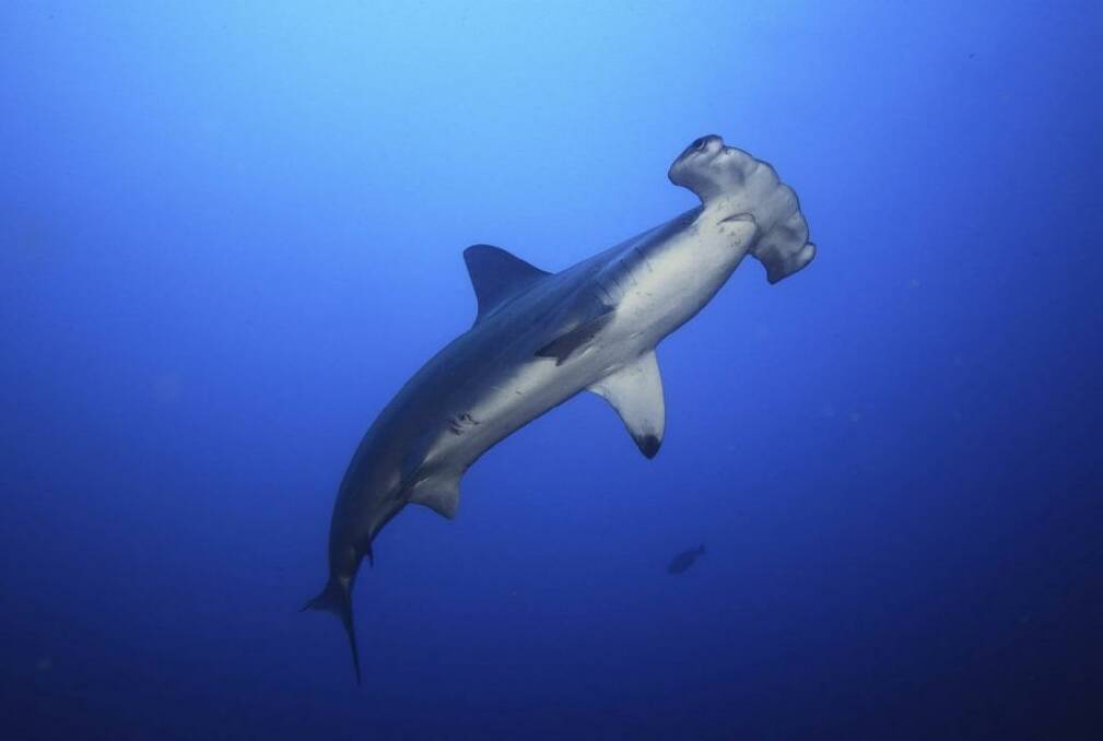 The federal government is seeking to opt out of co-operating with other countries to protect five shark species, including two species of the hammerhead shark (pictured). Photo: Supplied