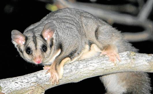 ENDANGERED: A council plan aims to protect the squirrel glider.Picture: Michael Todd