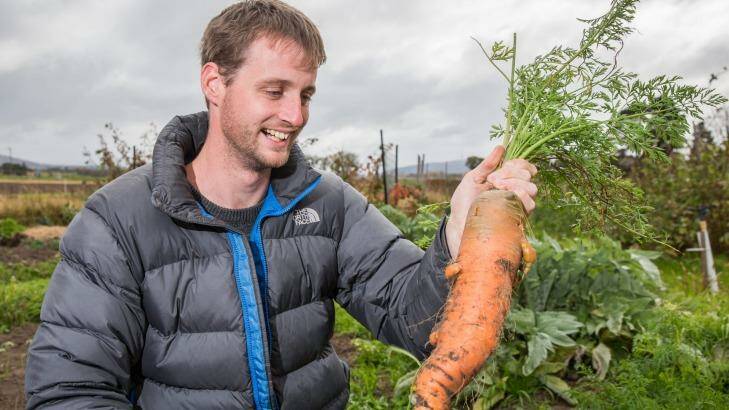 Tom Reid, of Braddon, grows great carrots at his garden plot in Pialligo. Photo: Matt Bedford