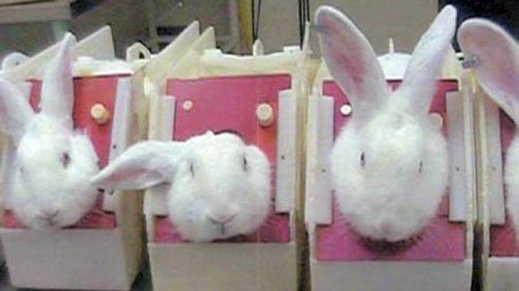 The Coalition plans to ban the sale in Australia of cosmetics tested on animals. Photo: One Voice