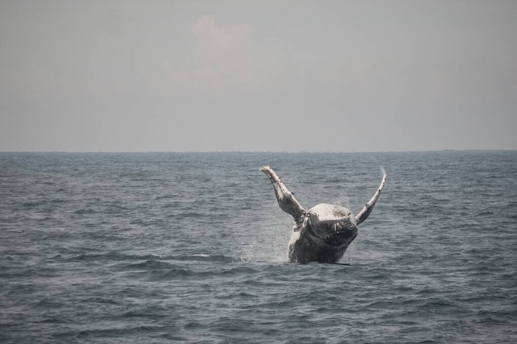Whales photos submitted by Kirsten Bridge, from Dudley, off the coast of Nobbys