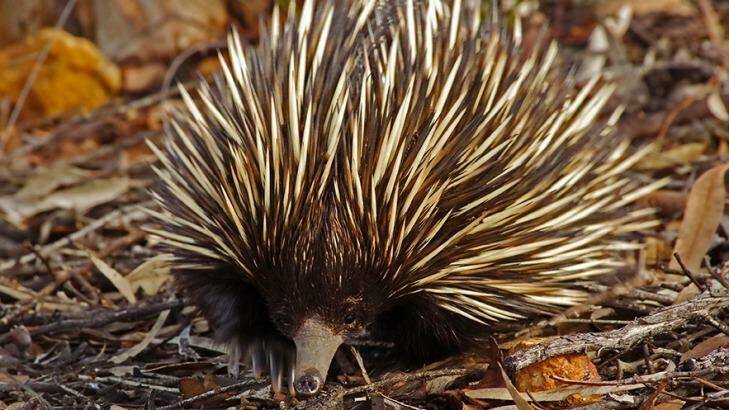 One of the echidnas tracked in the study Photo: Dr Christine Cooper