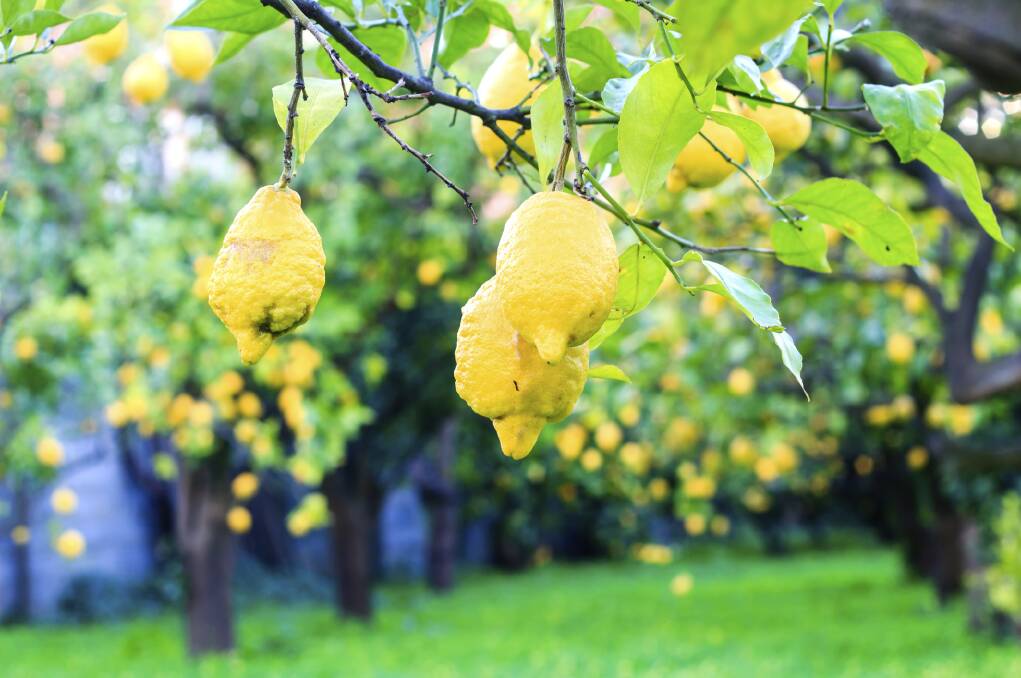 Lemon garden Thinkstock vegies lemon tree christmas yard features your home