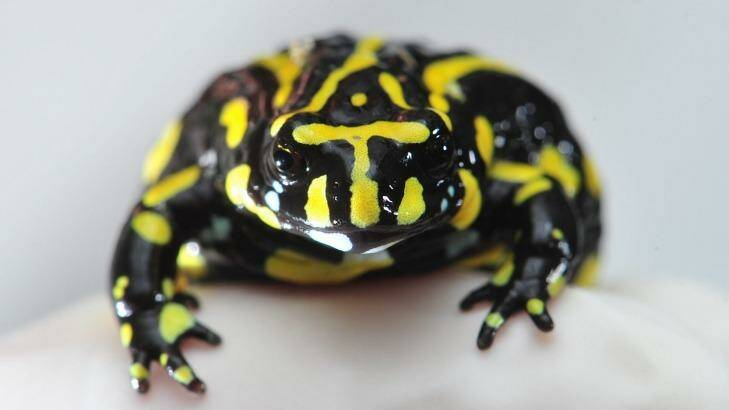 Like all frog species, the endangered southern corroboree frog is vulnerable to chytrid fungus. Photo: Wayne Taylor