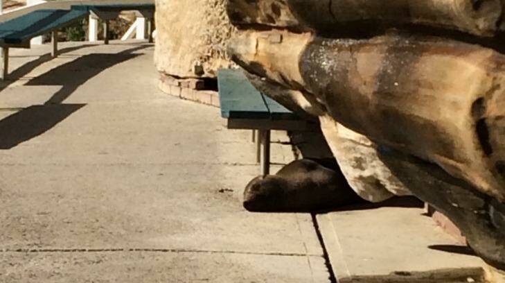 Seal deal:Taking a rest in the sun at Bronte's saltwater pool.  Photo: Rob Hutcheon