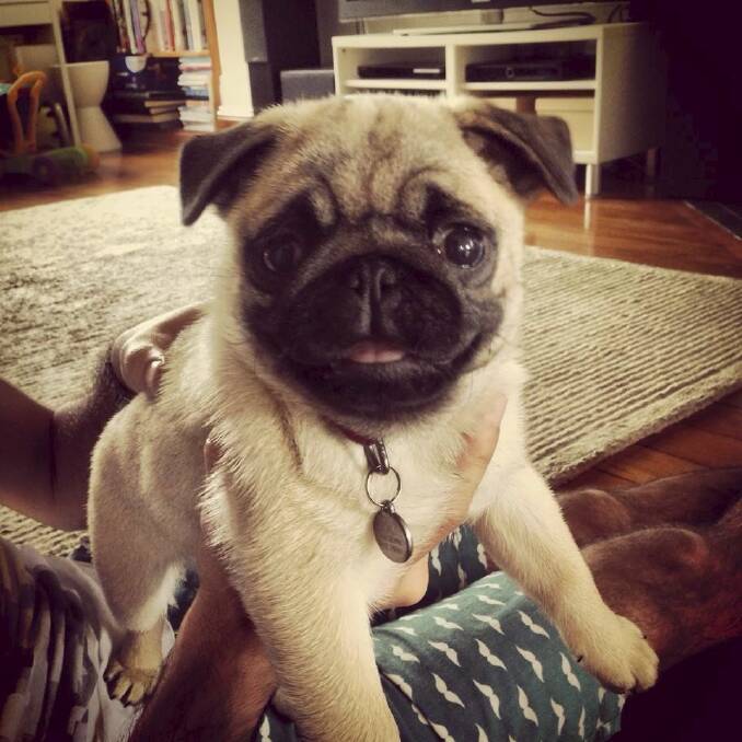 GONE: Molly the pug puppy.