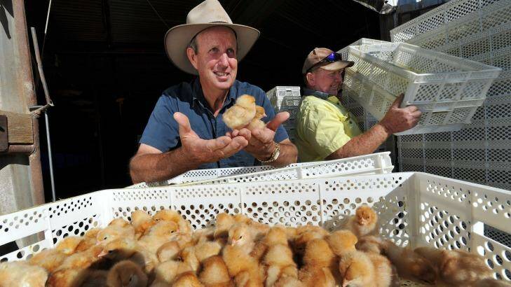 NSW Farmers Egg Committee chairman Bede Burke with a new delivery of 27,000 day-old chicks. Photo: Paul Mathews