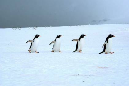 The penguin procession in early November is rarely witnessed. Photo: Louise Goldsbury