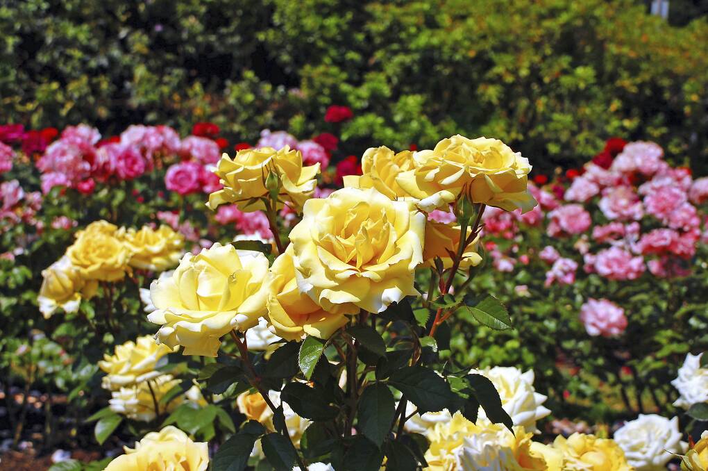 Beautiful yellow spring roses in full bloom 