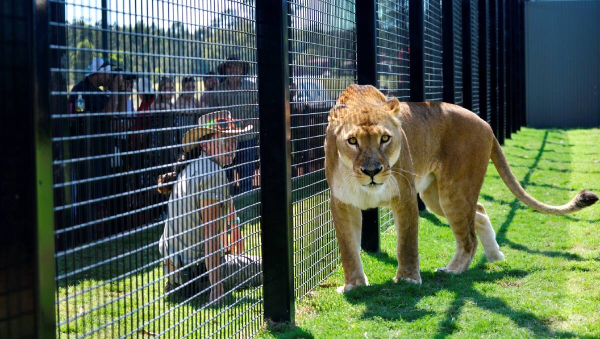 The lion enclosure at Hunter Valley Zoo. PHOTOS: Stuart Scott
