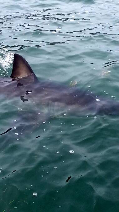 Screengrab from video taken by Clinton Bambach of a great white shark cruising in the water next to the jetty at Murrays Beach. Picture: Clinton Bambach