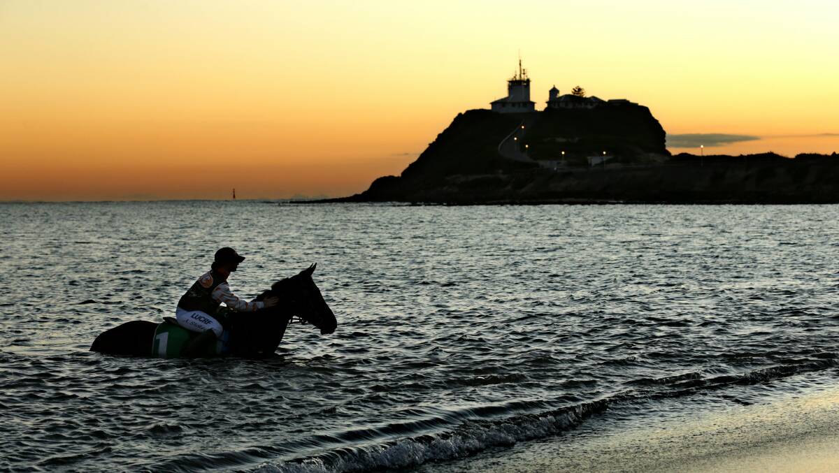 Jockey Alex Stokes walks French Gift into the water on sunrise at Horseshoe Beach during the official launch of the Newcastle Spring Cup.