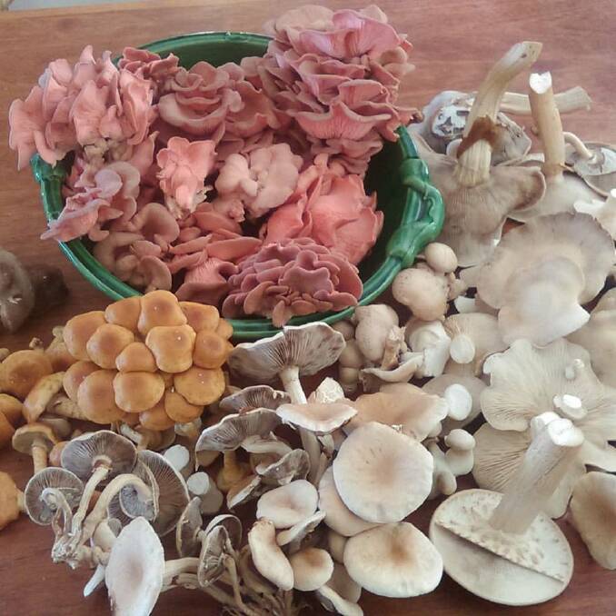 A collection of homegrown mushroom greatness including pink oyster mushrooms, king oyster mushrooms, nameko, pioppino and shiitake. Picture: Will Borowski
