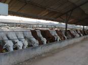 A file photo of Australian cattle in an Indonesia feedlot.