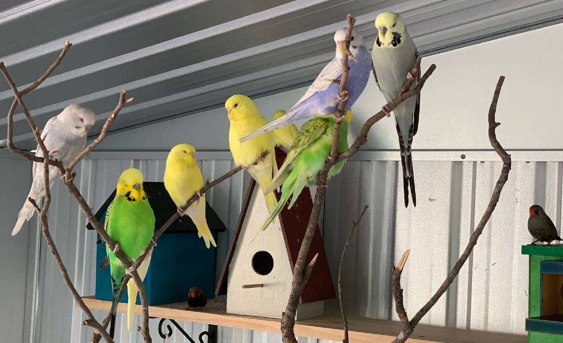 MULTI-PURPOSE: The aviary was designed to provide residents with some beautiful birds to care for but to also offer companionship. Pet therapy in turn can relieve stress, anxiety and improve social interactions and positive moods.