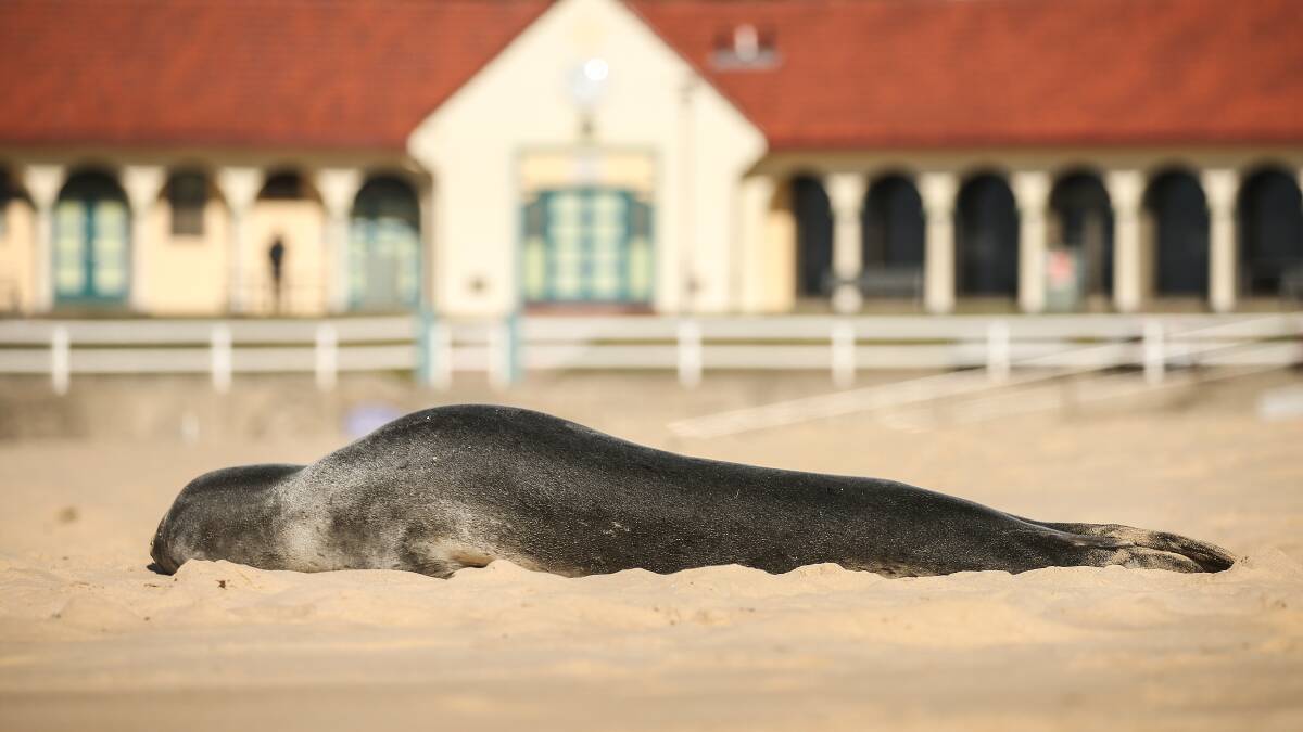 CHILL: Even the whales' performance couldn't entice this seal from his nap. Picture: Marina Neil